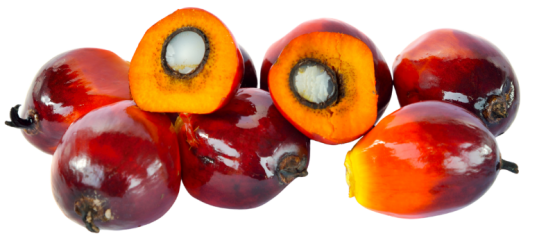 TOCO FRUIT e1781842788242 555x236