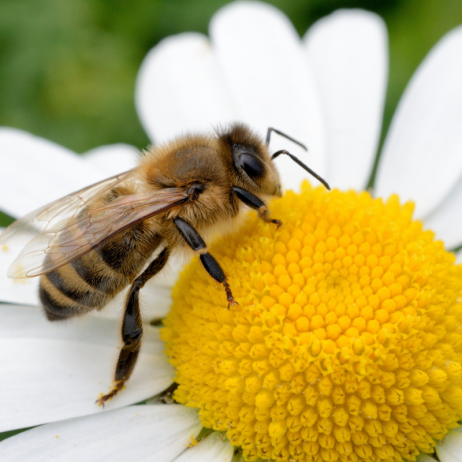 Flower bee 462x462
