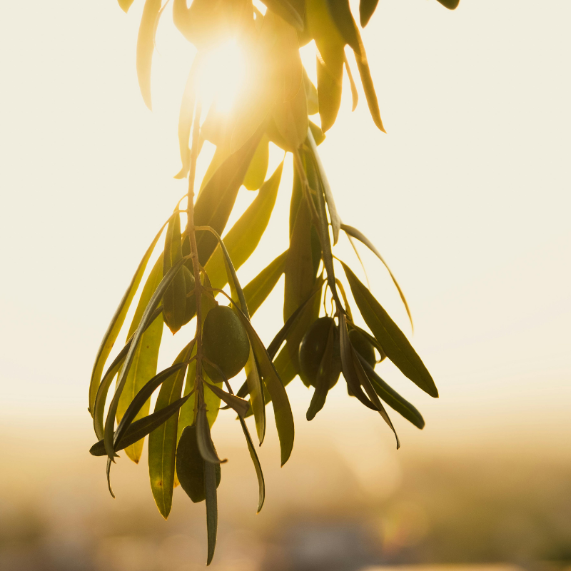 Olive branchh